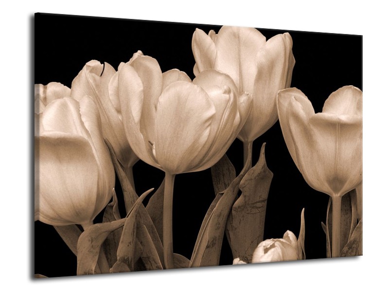 Glas schilderij Tulpen Sepia, Bruin | 70x50cm 1Luik