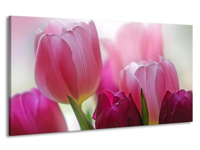 Getand Spectaculair ochtendgloren Canvas Schilderij Tulpen, Bloemen | Roze, Paars | 190x100cm 1Luik