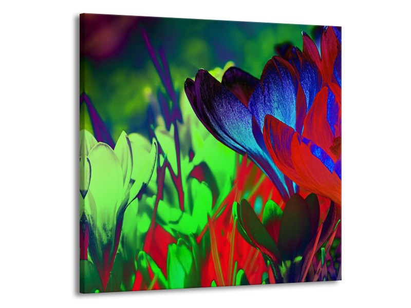 Canvas schilderij Krokus | Blauw, Groen, Rood | 50x50cm 1Luik